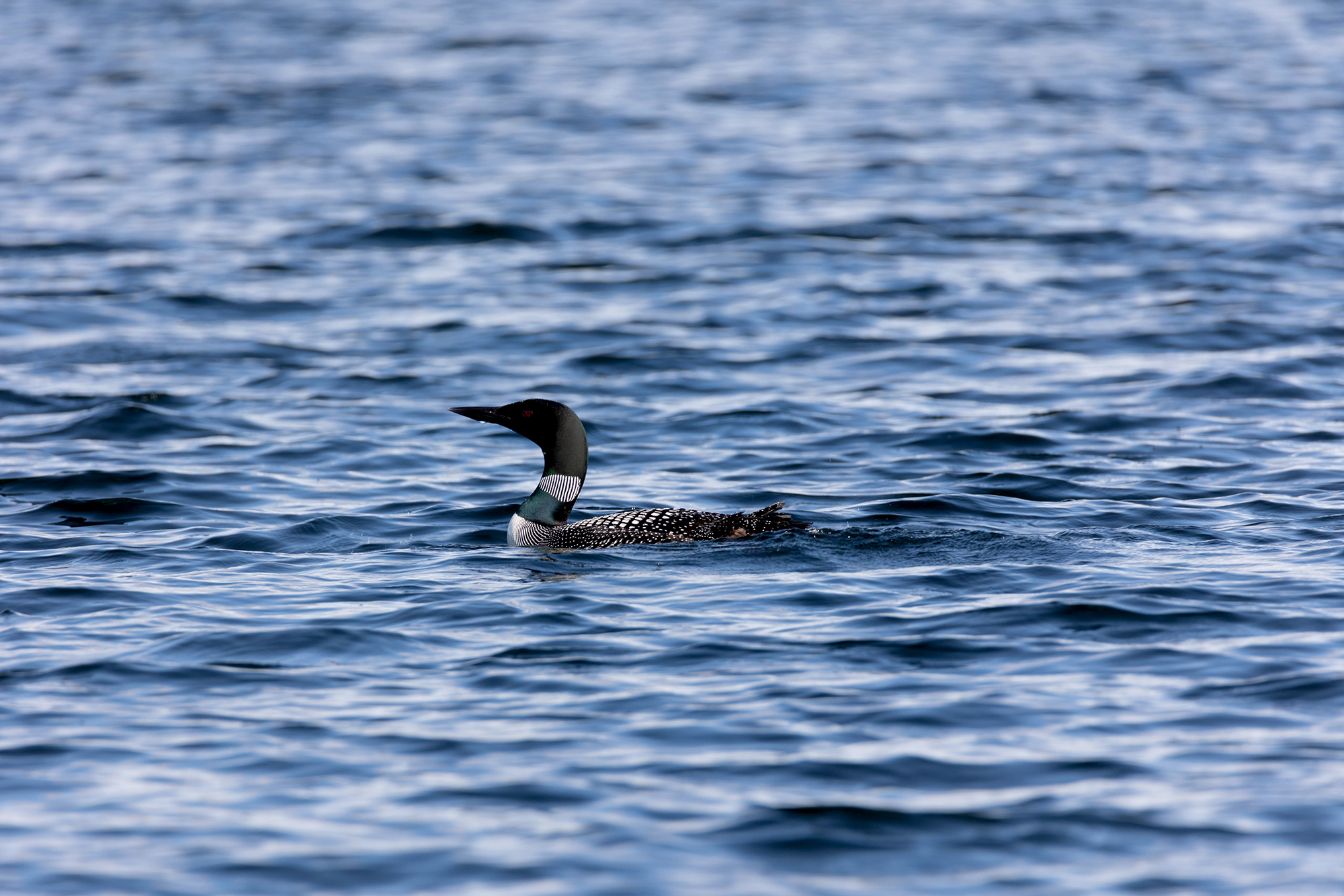 Common Loon/bird swimming (Long Pond, Rome) – Outdoor Calling